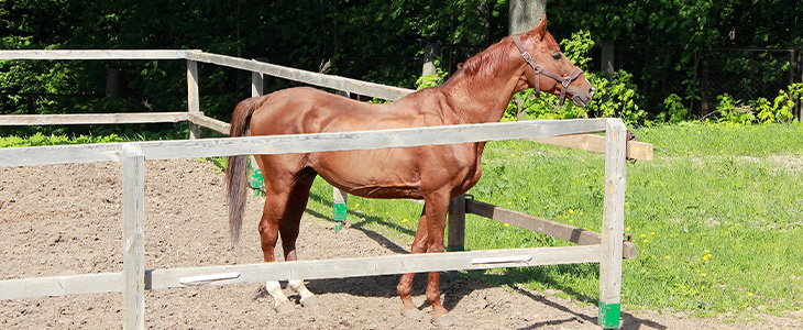 Bodengitter befahrbar - Pferd in Paddock