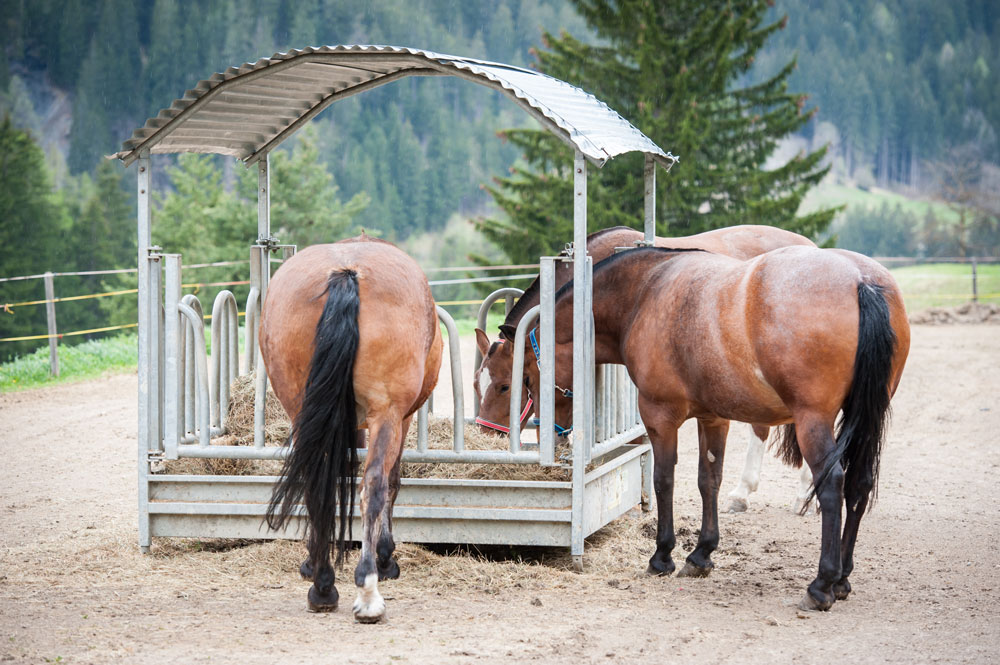 Stallmatten - Pferde in einem Paddock