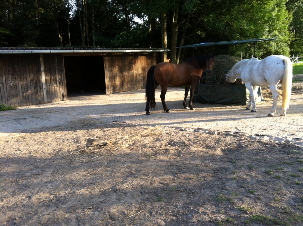 futterplatz-paddockplatten