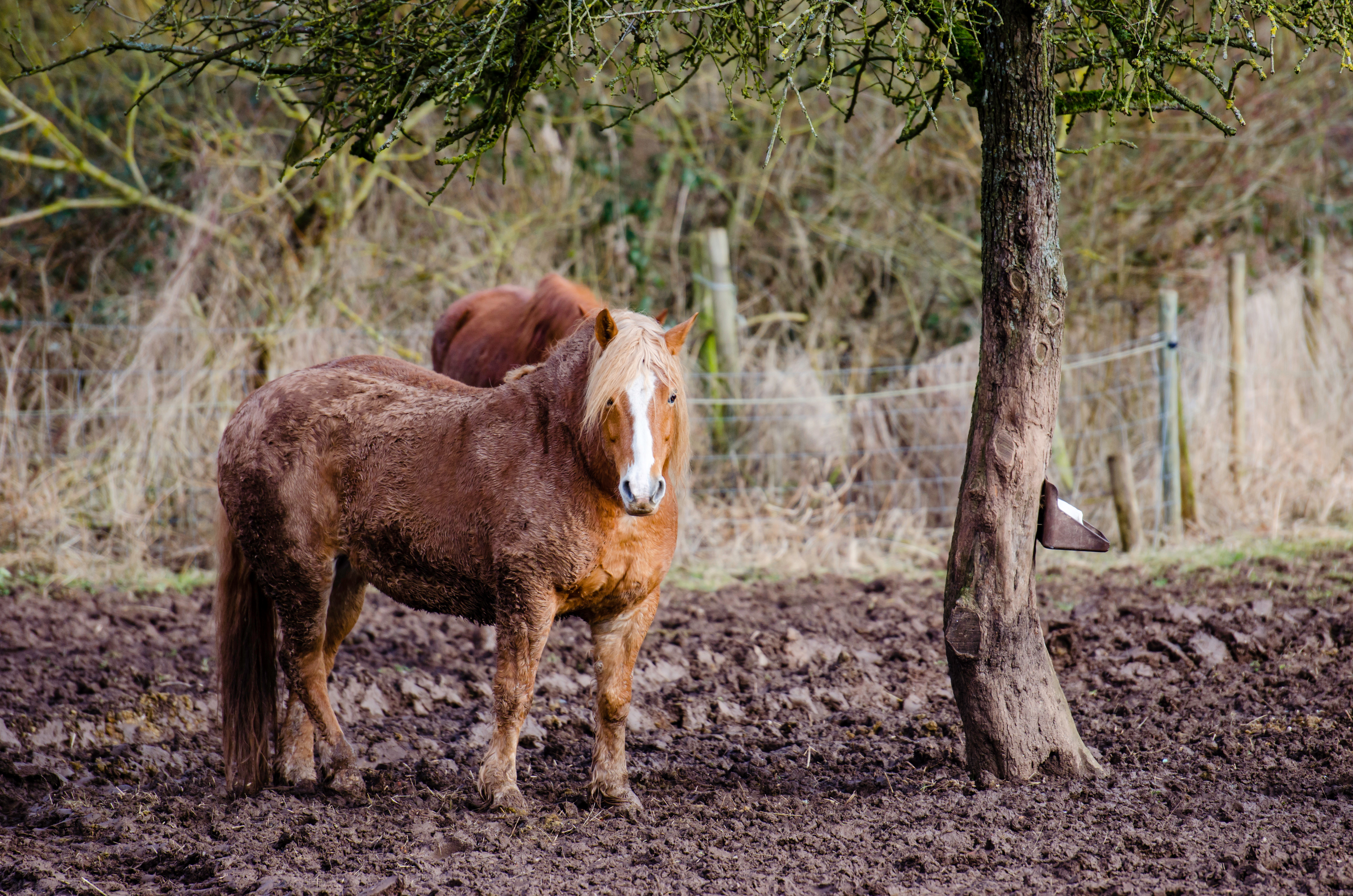 Pferd-auf-Matschpaddock