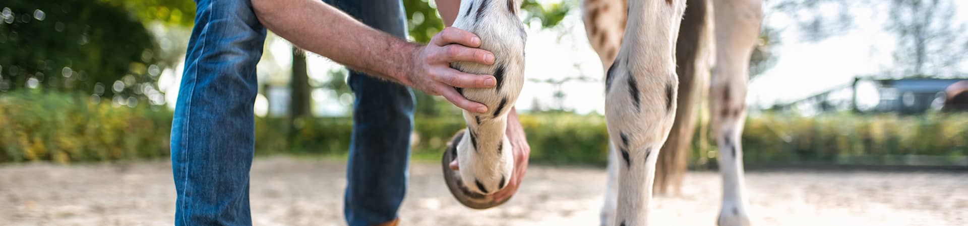 Paddockmatten Pferd sind geschlenkschonende Bodenbeläge für Pferde und Viehhaltung. 