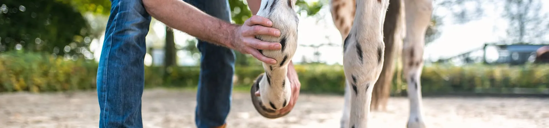 Paddockplatten für Pferd eine trittsicherer und gelenkschonender Bodenbelag.